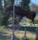 Cheval à vendre Trotteur Français reformé de 8 ans