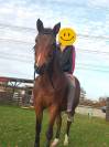 Hongre Pur Sang Arabe, PP, 8 ans