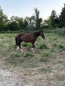 Ponette New forest de croisement 