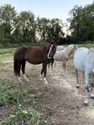 Ponette New forest de croisement 