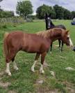 Poney de 2 ans pleins papier welsh 