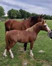 Poney de 2 ans pleins papier welsh 