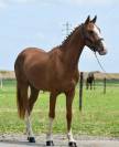 Poney de sport belge 4 ans 