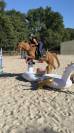 Poney de sport belge 4 ans 