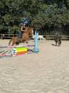 Poney de sport belge 4 ans 