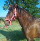 Jument Pure Race Espagnole