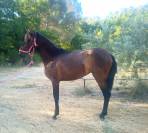 Jument Pure Race Espagnole