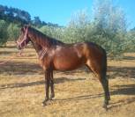 Jument Pure Race Espagnole