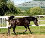 Exceptional 10-Year-Old Purebred Arabian Breeding Stall