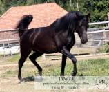 Exceptional 10-Year-Old Purebred Arabian Breeding Stall