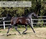 Exceptional 10-Year-Old Purebred Arabian Breeding Stall