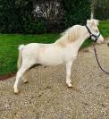 Cheval miniature AMHA