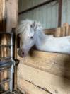 Cheval miniature AMHA
