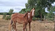 Foal par Joker d' Euskadi