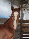 Foal par Joker d' Euskadi