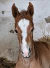 Foal par Joker d' Euskadi