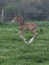 Foal par Joker d' Euskadi