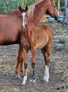 Foal par Joker d' Euskadi