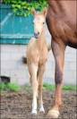 Superbe pouliche palomino origines sport cso dressage
