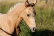 Superbe pouliche palomino origines sport cso dressage
