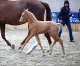 Superbe pouliche palomino origines sport cso dressage