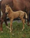Superbe pouliche palomino origines sport cso dressage