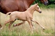 Potranca Silla Francés En venta 2025 Palomino por Cremell aux lays
