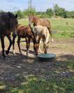 Potranca Silla Francés En venta 2025 Palomino por Cremell aux lays