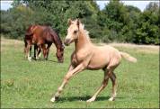 Potranca Silla Francés En venta 2025 Palomino por Cremell aux lays