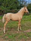 Potranca Silla Francés En venta 2025 Palomino por Cremell aux lays