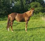 Potranca Silla Francés En venta 2025 Palomino por Cremell aux lays