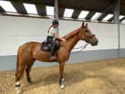 Cheval à vendre 