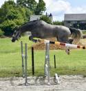 SUBLIME JUMENT DE SPORT DE 3 ANS 