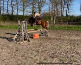 6 ans Poney Français de Selle taille C  