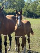 Mare Zangersheide For sale 2025 Liver chestnut