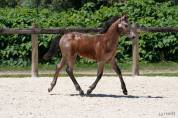 Foal connemara M Origines solides en show et en sport