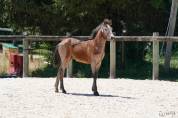Foal connemara M Origines solides en show et en sport