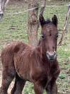 Foal connemara M Origines solides en show et en sport