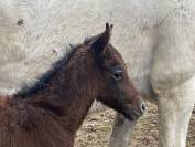 Foal connemara M Origines solides en show et en sport