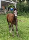 Foal connemara M Origines solides en show et en sport