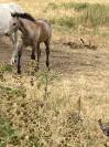 Foal connemara M Origines solides en show et en sport