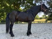 Magnifique étalon de 8 ans