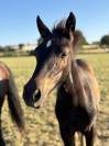 Poulain male futur poney D