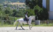 Cheval pour dressage amateur 