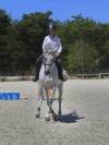 Cheval pour dressage amateur 
