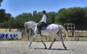 Cheval pour dressage amateur 