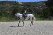 Cheval pour dressage amateur 