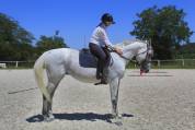 Cheval pour dressage amateur 