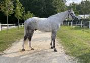 Cheval hongre 6 ans