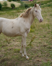 Pouliche isabelle champagne silver